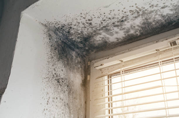 Affordable Black Mold Remediation solutions in Angier, NC